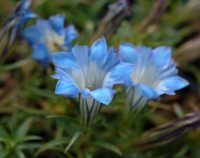 Pale blue flowers with a white throat